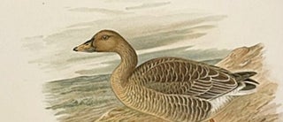 The Geese of Europe and Asia. Being the Description of most of the Old World Species.