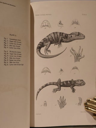 Some Reptiles and Batrachians from Australasia. Bulletin of the Museum of Comparative Zoology at Harvard College. Volume XXXIX. Number 1.