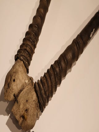 Item #49002 Scimitar-Horned Oryx Horns