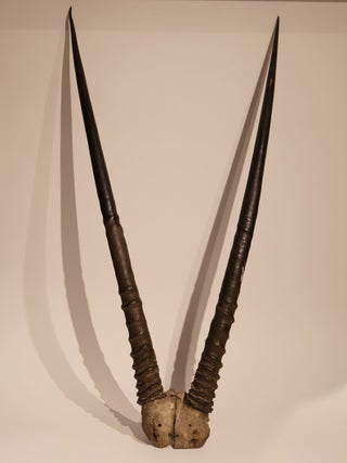 Scimitar-Horned Oryx Horns