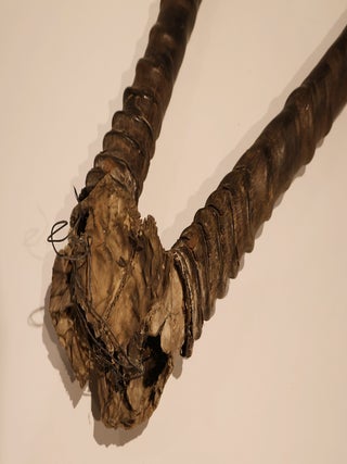 Scimitar-Horned Oryx Horns
