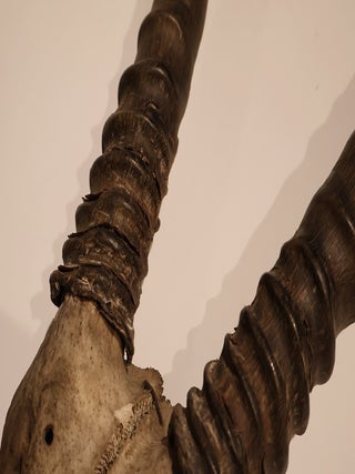 Scimitar-Horned Oryx Horns