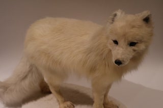 Item #49417 Arctic Fox Taxidermy Mount