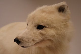 Arctic Fox Taxidermy Mount