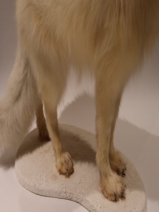 Arctic Fox Taxidermy Mount