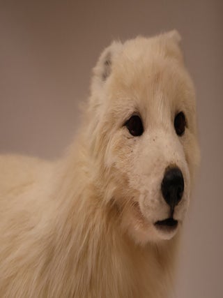Arctic Fox Taxidermy Mount