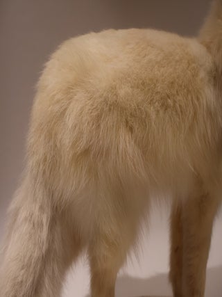 Arctic Fox Taxidermy Mount